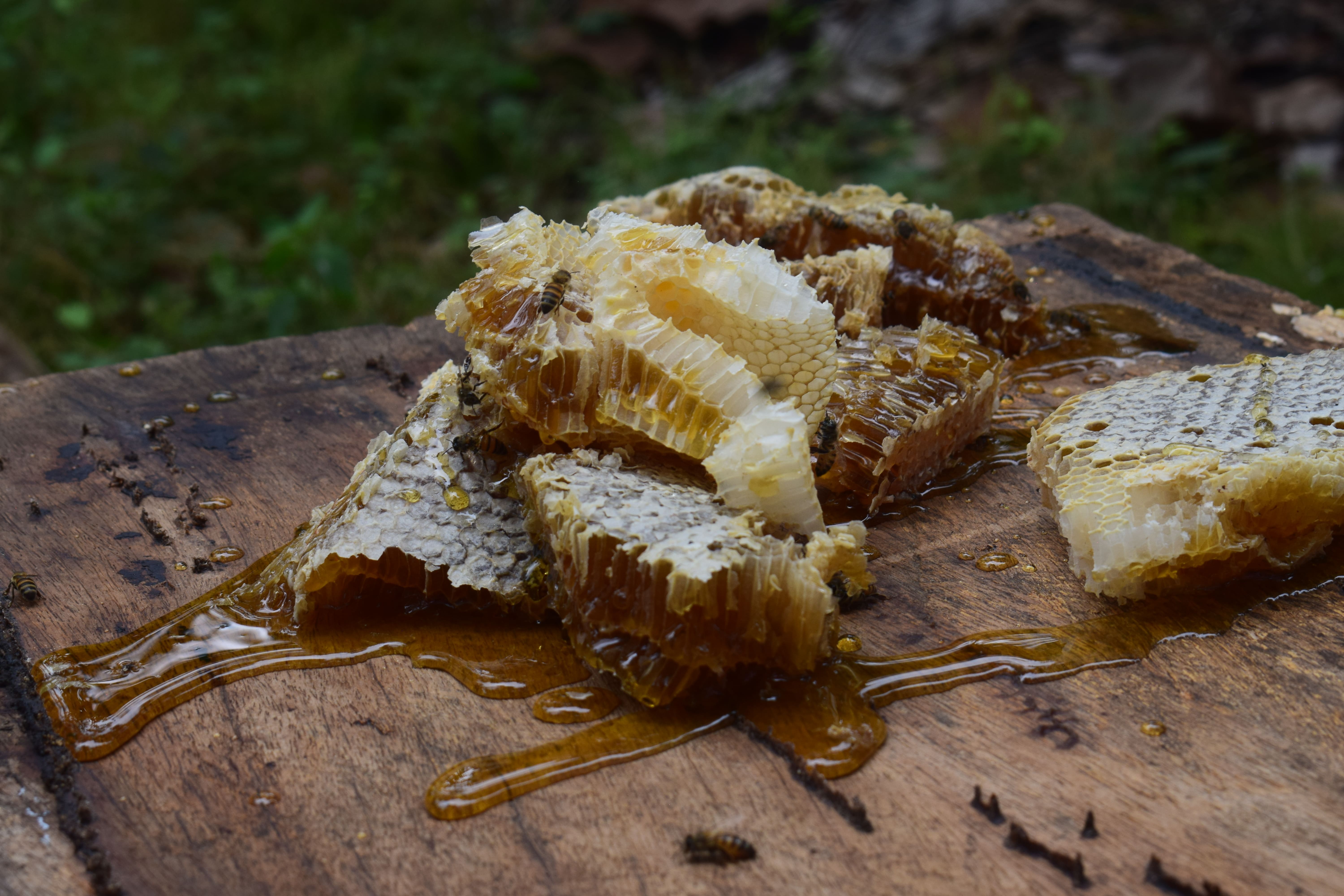 From the Hive to the Future: Great Opportunities Arising in Petén