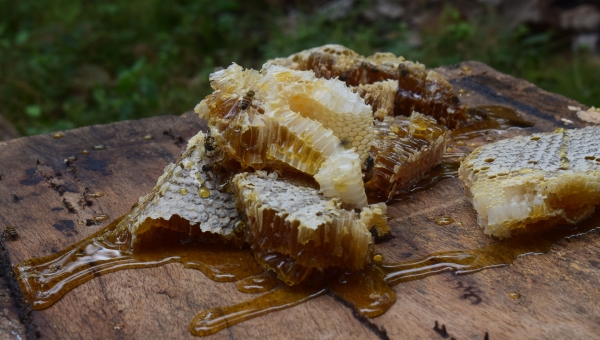 From the Hive to the Future: Great Opportunities Arising in Petén